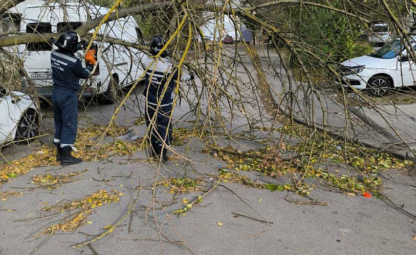 Фото: упавшее дерево в Ростове, кадр из ТГ Логвиненко