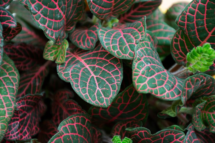 beautiful-bicolor-plant-details_23-2149362197.jpg