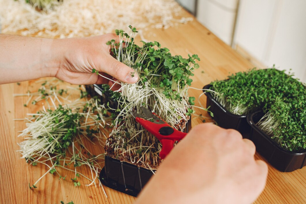 heap-beet-micro-greens-table_1157-35983.jpg