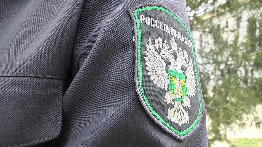 Фото: пресс-служба управления Россельхознадзора Фото: пресс-служба управления Россельхознадзора