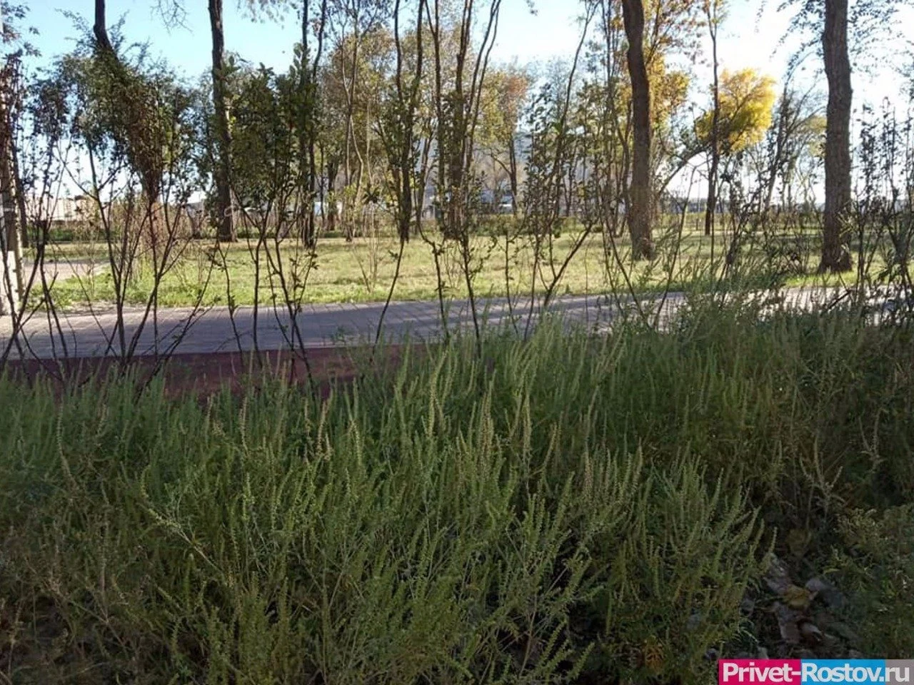 В Ростовской области объявили карантин из-за полыннолистой амброзии