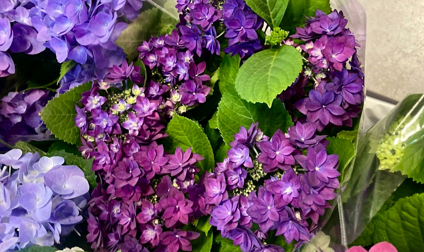 Фото: гортензия // фото Ектерины Булановой Фото: гортензия // фото Ектерины Булановой