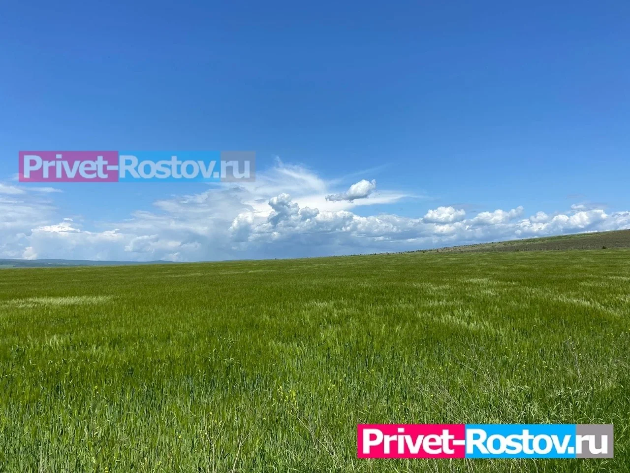 Шести районам Ростовской области грозит почвенная засуха из-за недостатка  осадков