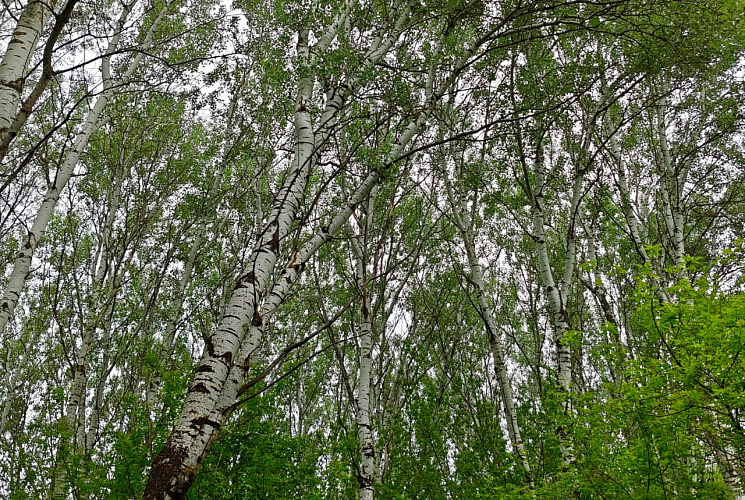 Фото: лес // фото из архива 1rnd Фото: лес // фото из архива 1rnd
