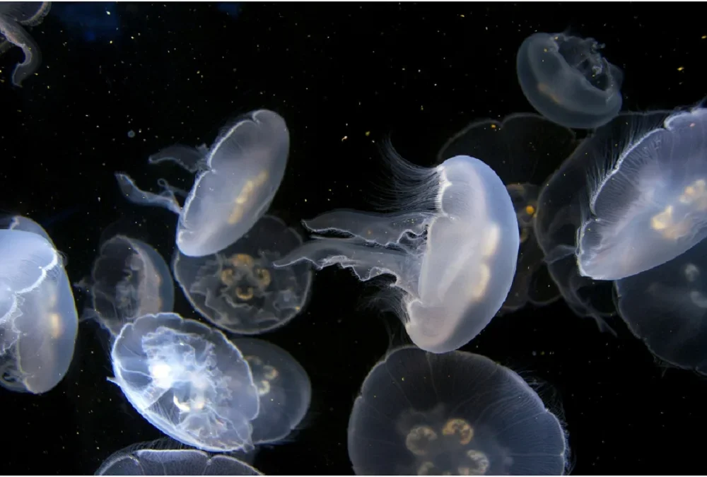 Медузы в Азовском море массово поражают людей — откуда они появились