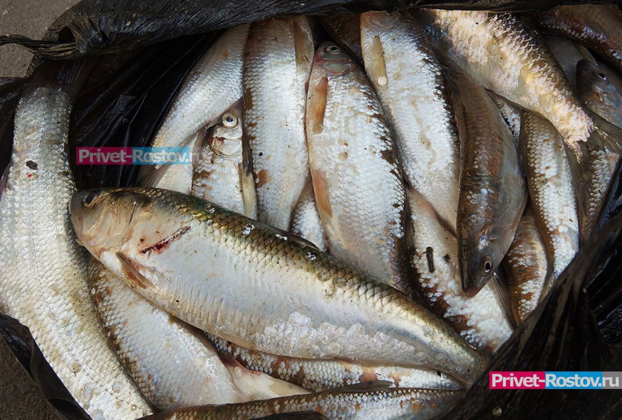 На Дону в 2025 году изъяли из оборота более 460 кг рыбной продукции