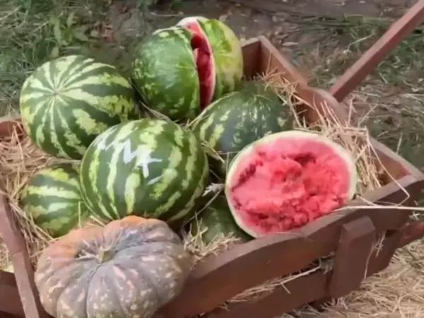 Фото: Парк птиц "Малинки" Фото: Парк птиц "Малинки"